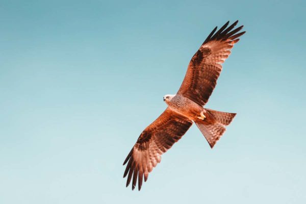 placeholder-hawk-in-flight