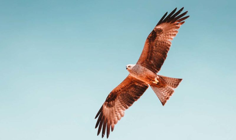 placeholder-hawk-in-flight placeholder-hawk-in-flight